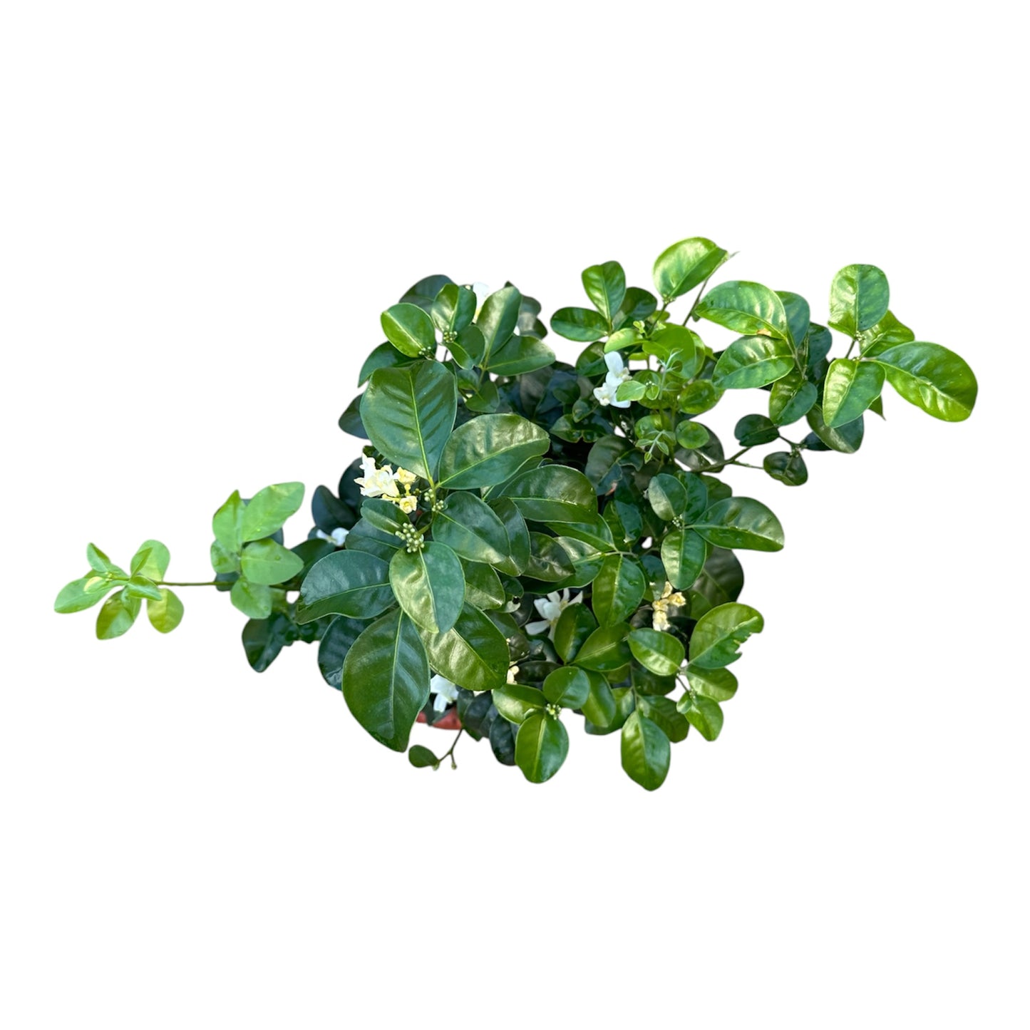Murraya Paniculata, Orange Jasmine