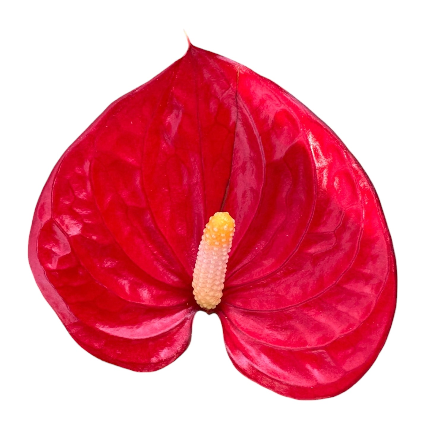 Anthurium Andraeanum, Anthurium Red