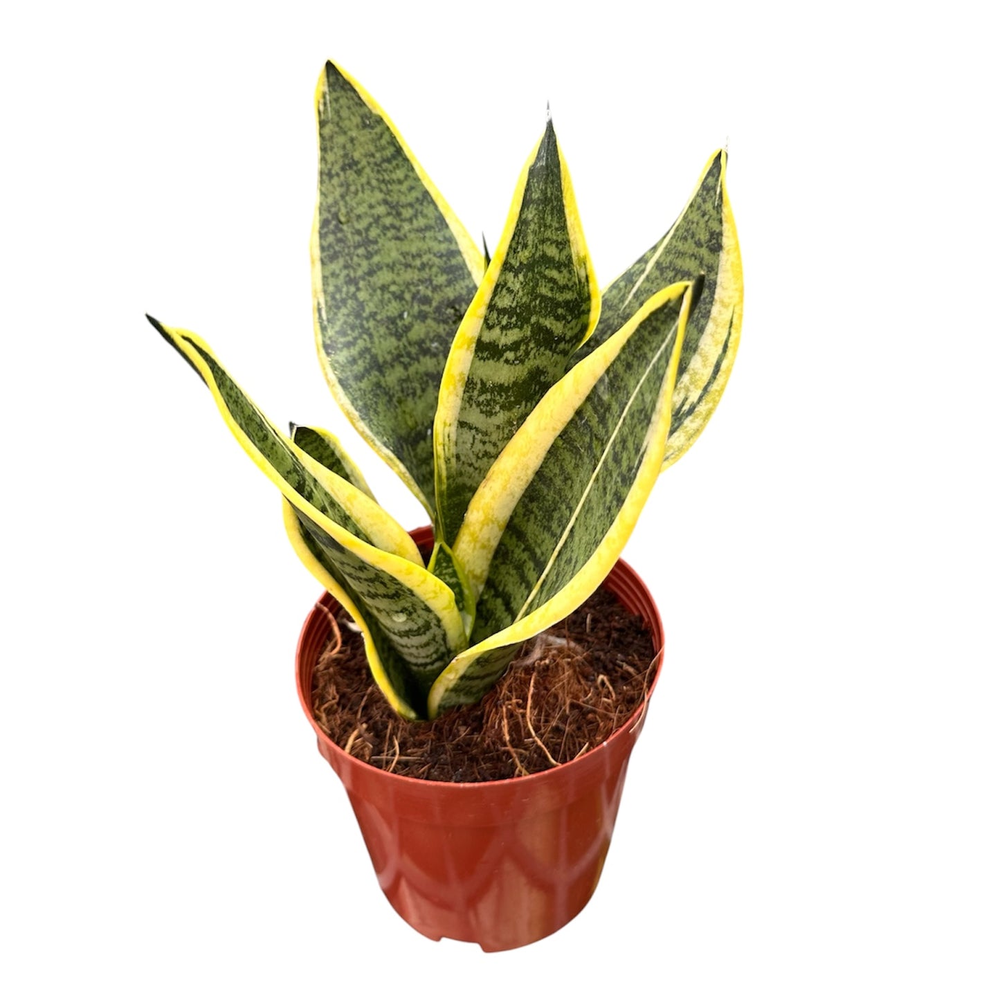Snake Plant