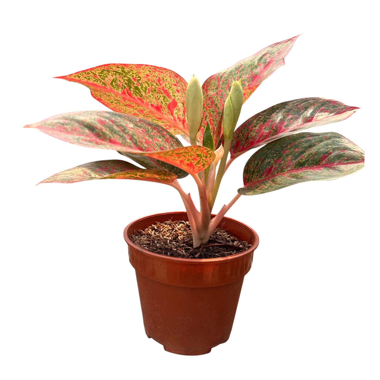 Aglaonema Red Stardust