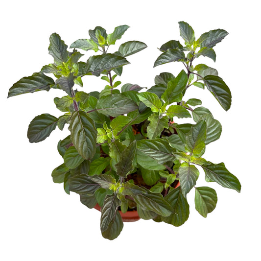Ocimum Tenuiflorum, Ocimum Sanctum, Purple Basil