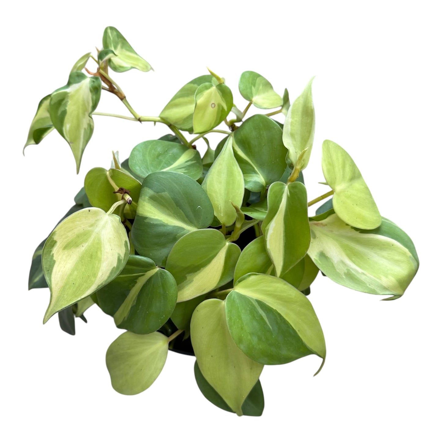 Philodendron Scandens Variegated