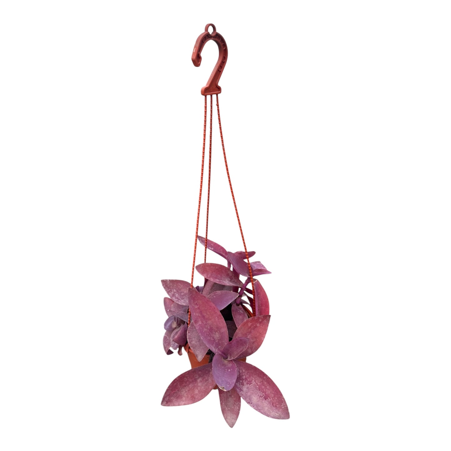 Tradescantia Pallida Purple Heart