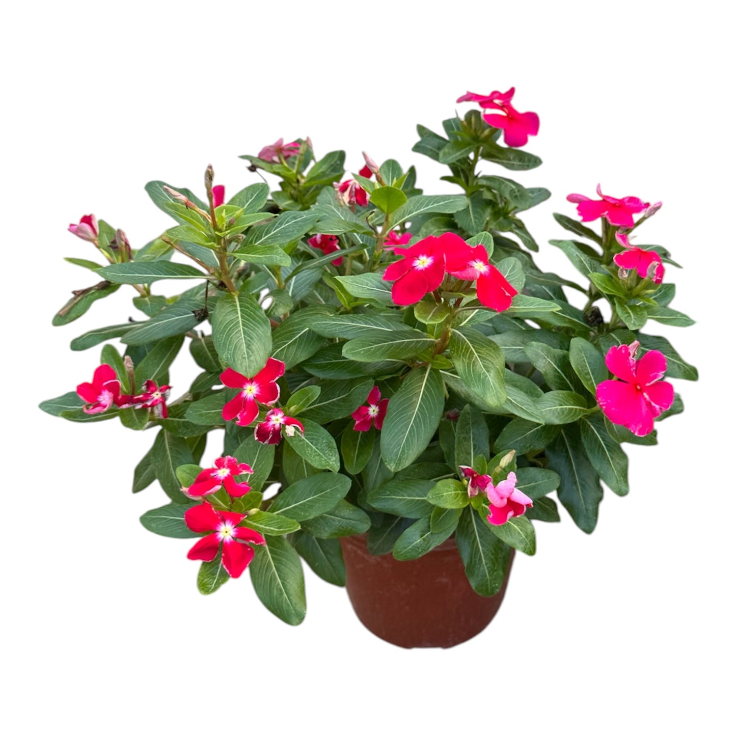 Assorted Colour Catharanthus Roseus, Madagascar Periwinkle