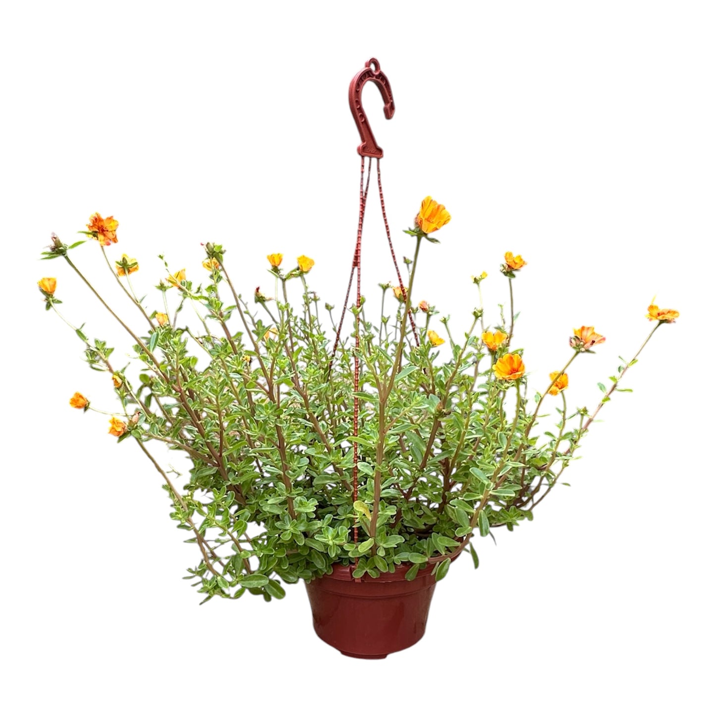 Portulaca Oleracea, Purslane