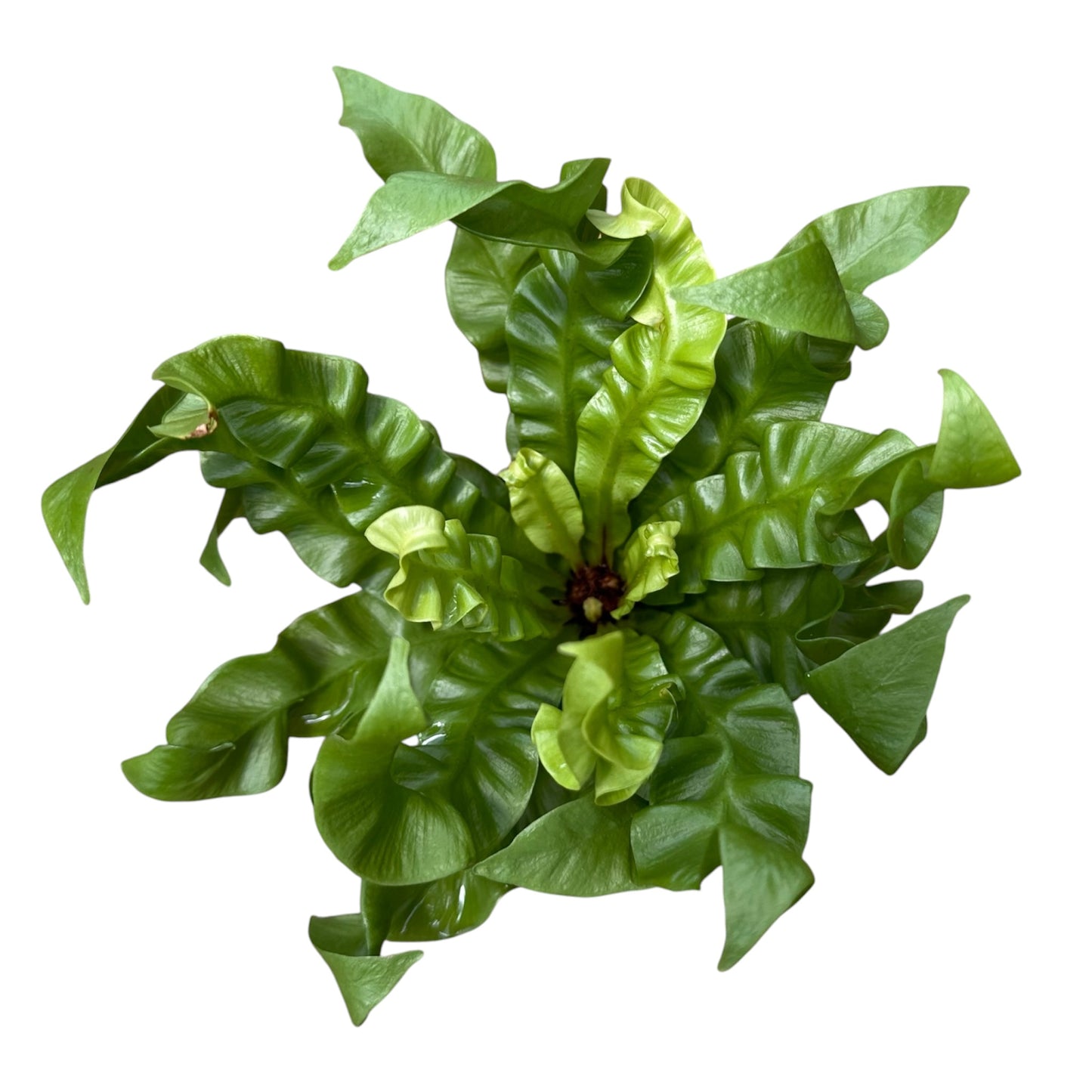 Asplenium Nidus, Crispy Wave Fern, Bird's Nest Fern