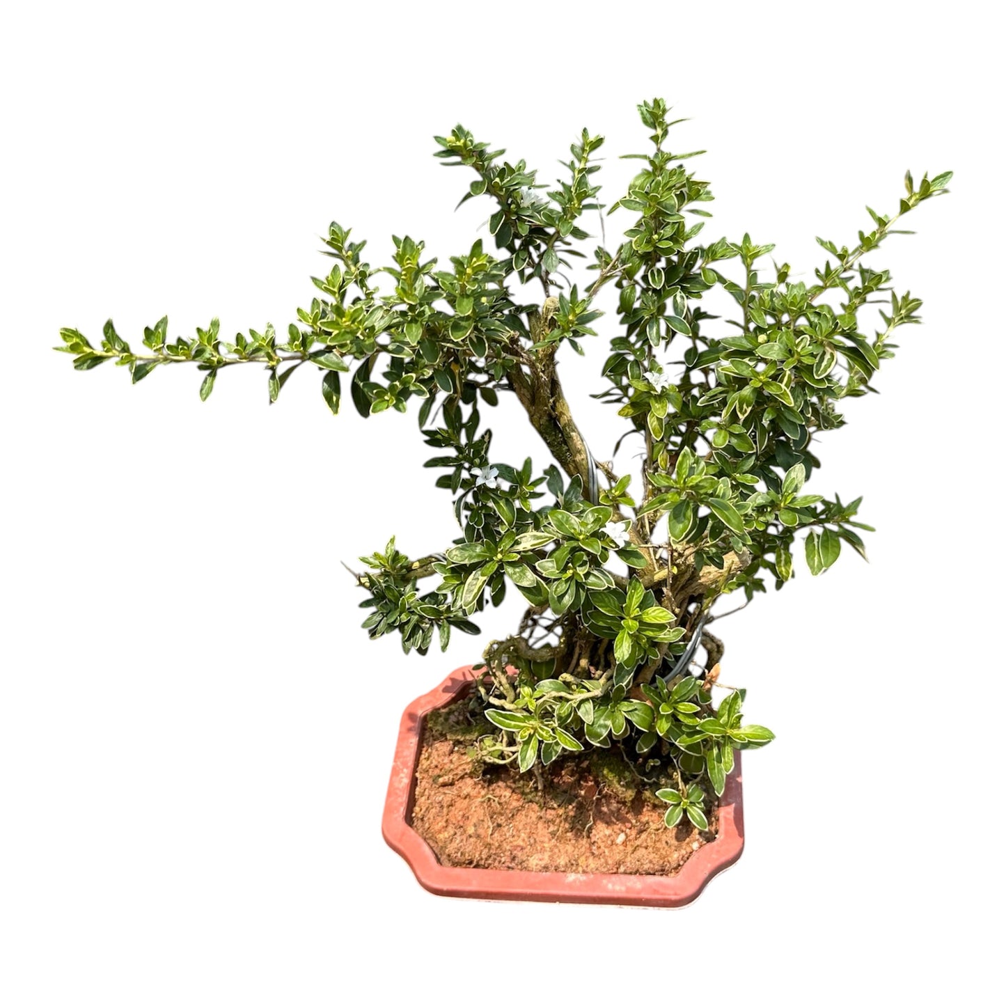 Serissa Japonica, Snow Rose Variegated Bonsai