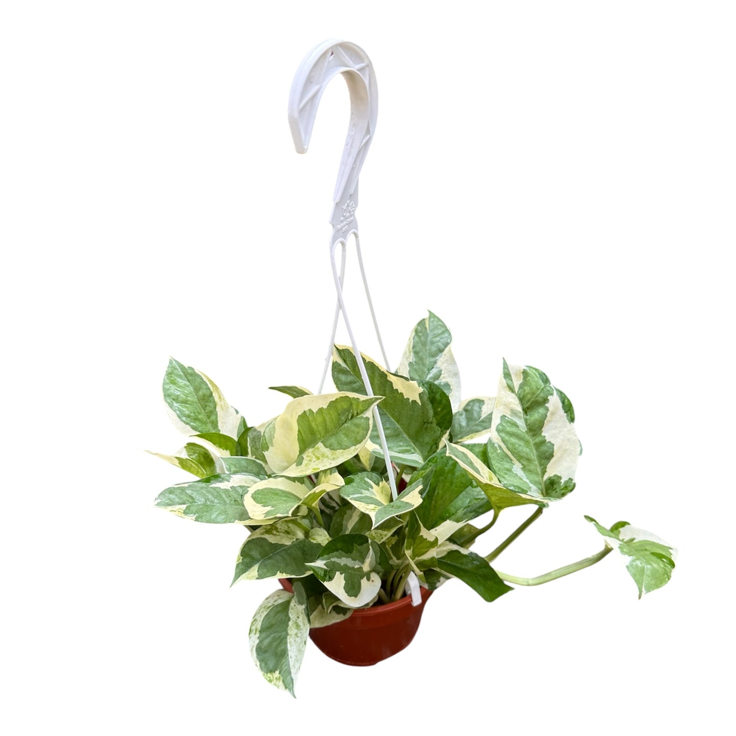 Epipremnum Aureum 'N' Joy, 'N' Joy Money Plant