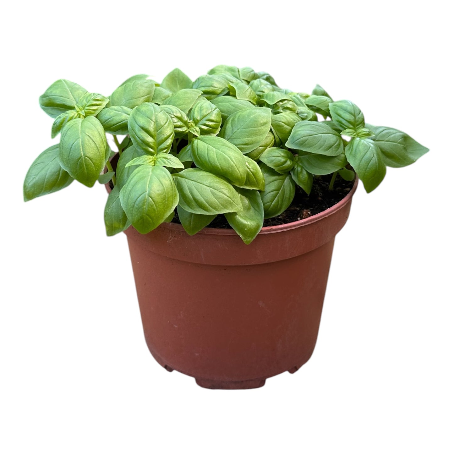 Ocimum Basilicum, Sweet Basil