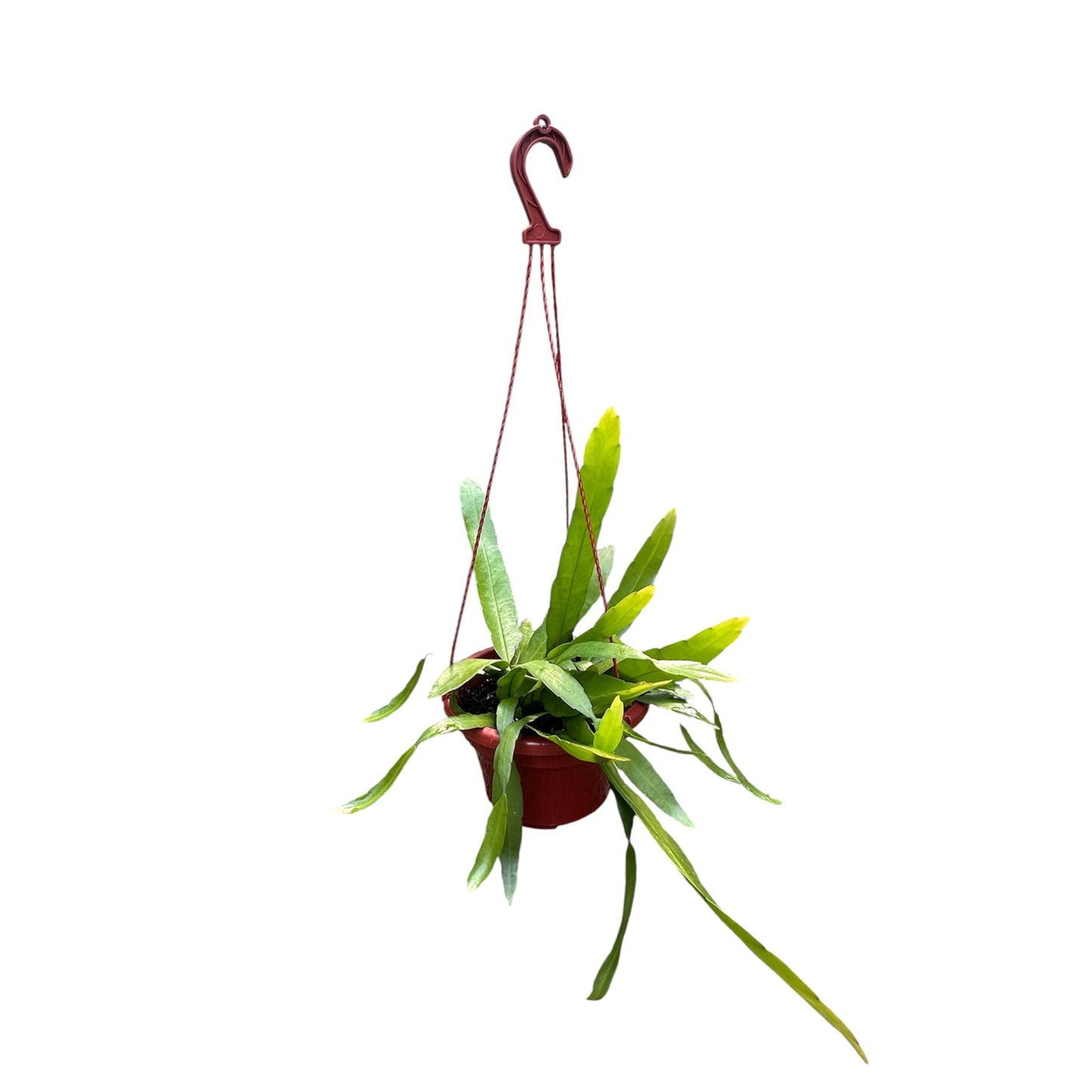 Epiphyllum oxypetalum
