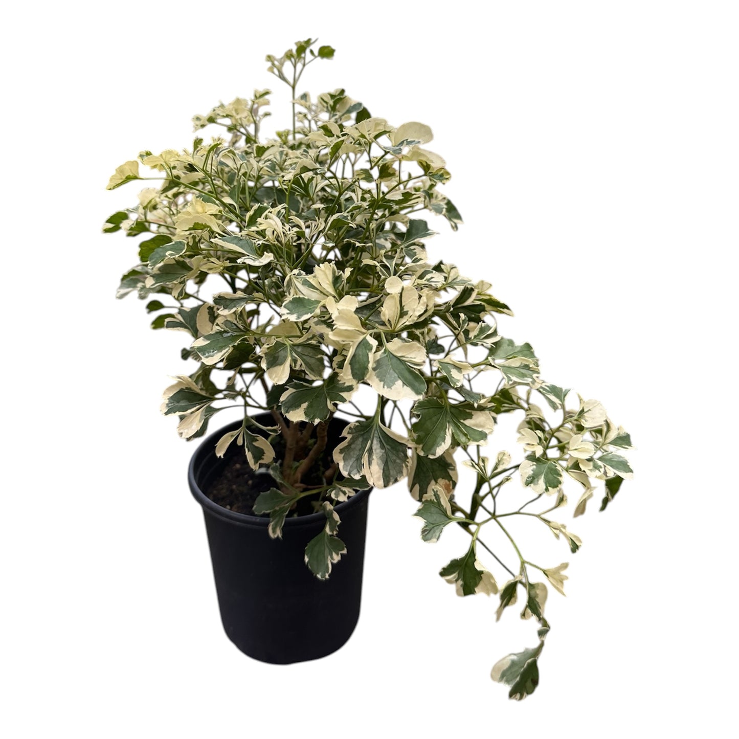 Polyscias Guilflei Snowflake