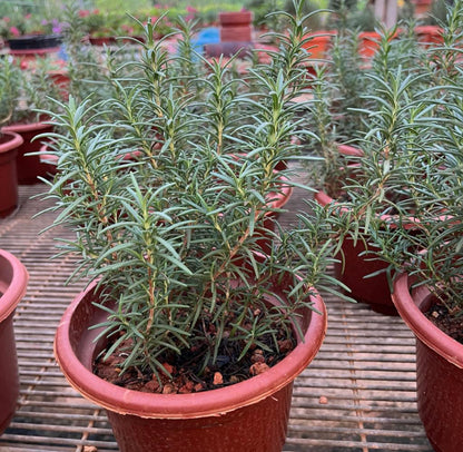 Salvia Rosmarinus, Rosemary (0.3m)