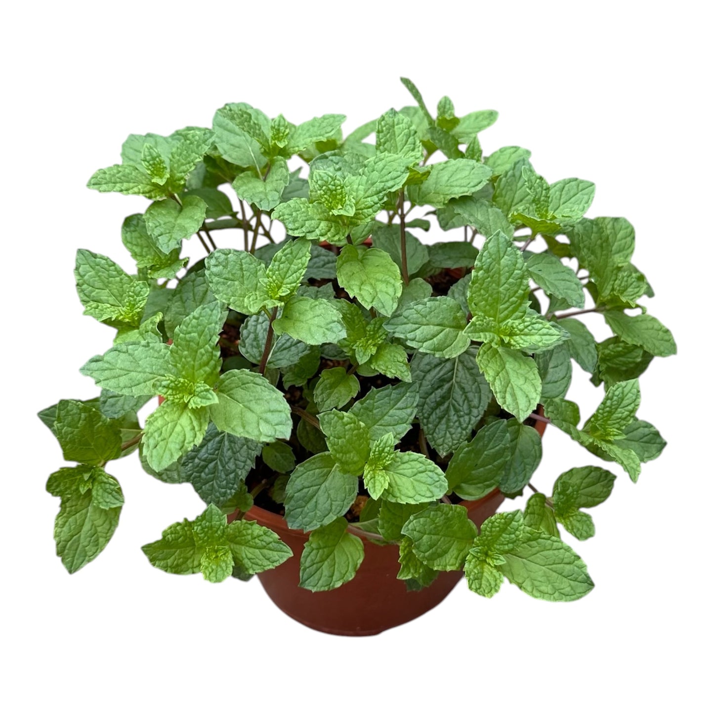 Mentha Spicata, Spear Mint