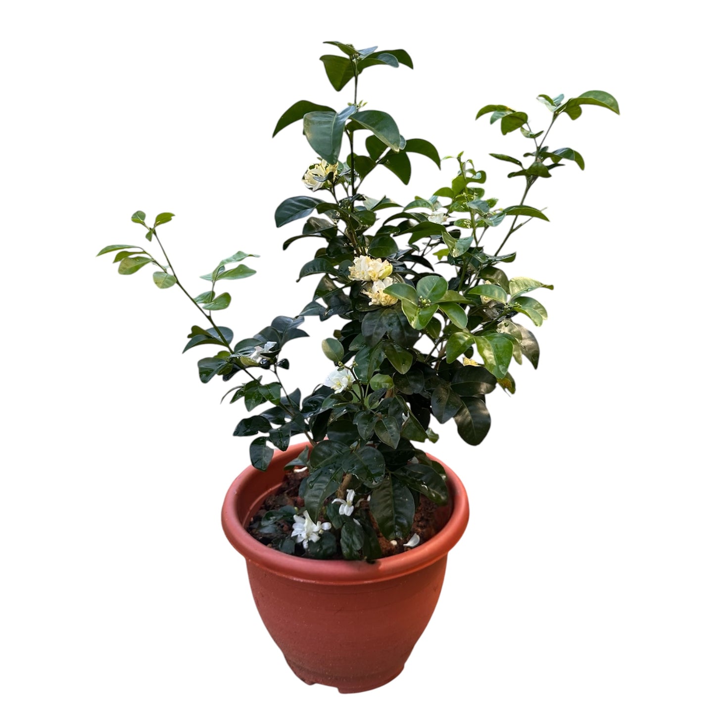 Murraya Paniculata, Orange Jasmine