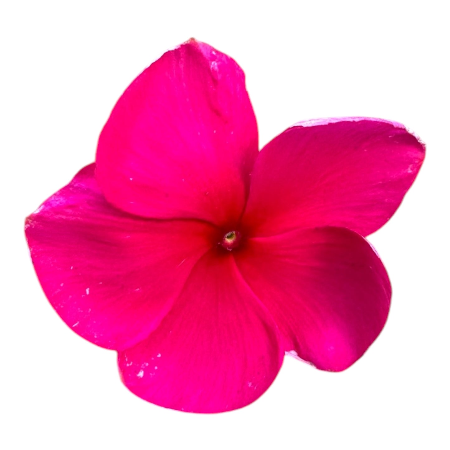 Assorted Colour Catharanthus Roseus, Madagascar Periwinkle