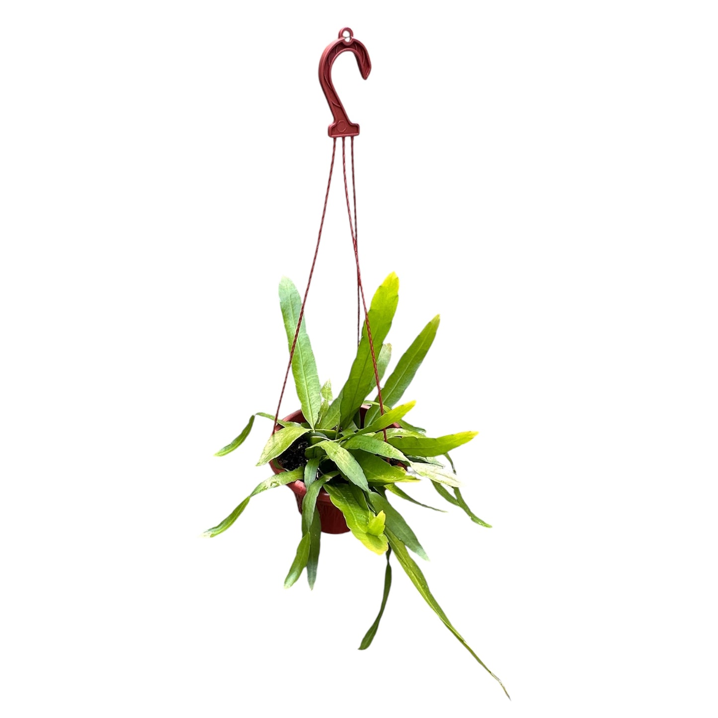 Epiphyllum oxypetalum
