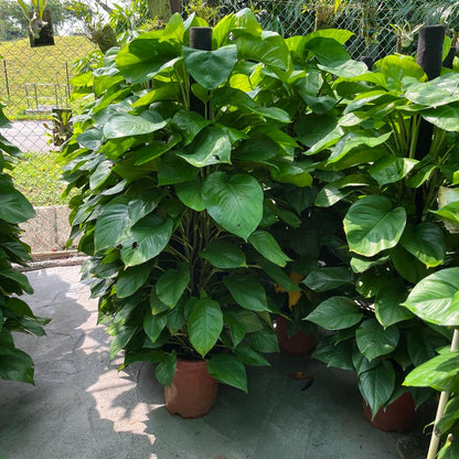 Epipremnum aureum, Money Plant (1.4m)