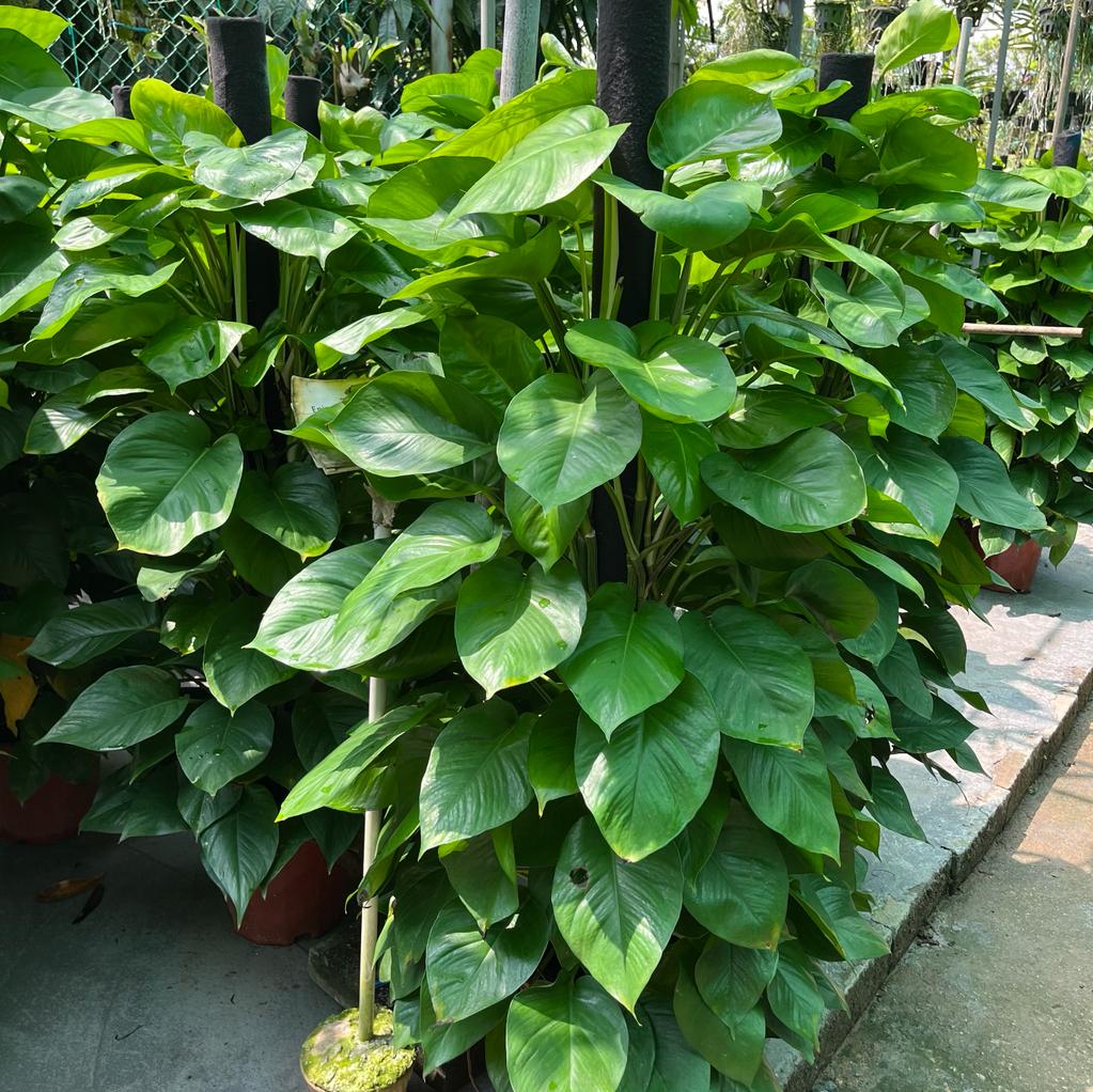 Epipremnum aureum, Money Plant (1.4m)