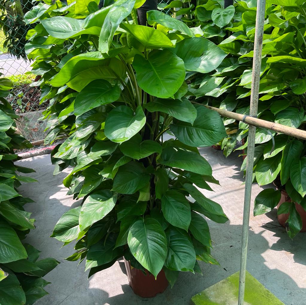 Epipremnum aureum, Money Plant (1.4m)