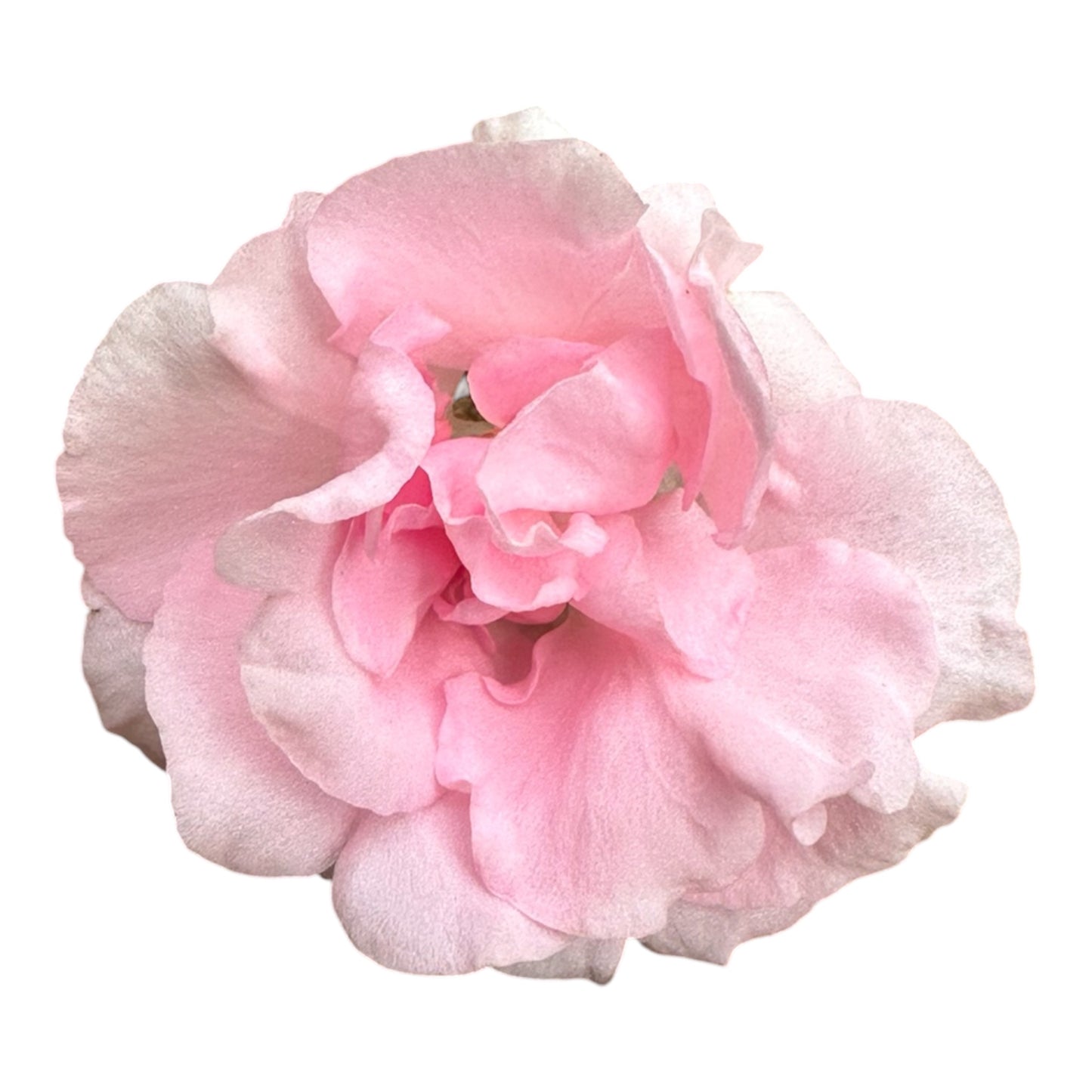 Assorted Colour Impatiens Balsamina, Rose Balsam