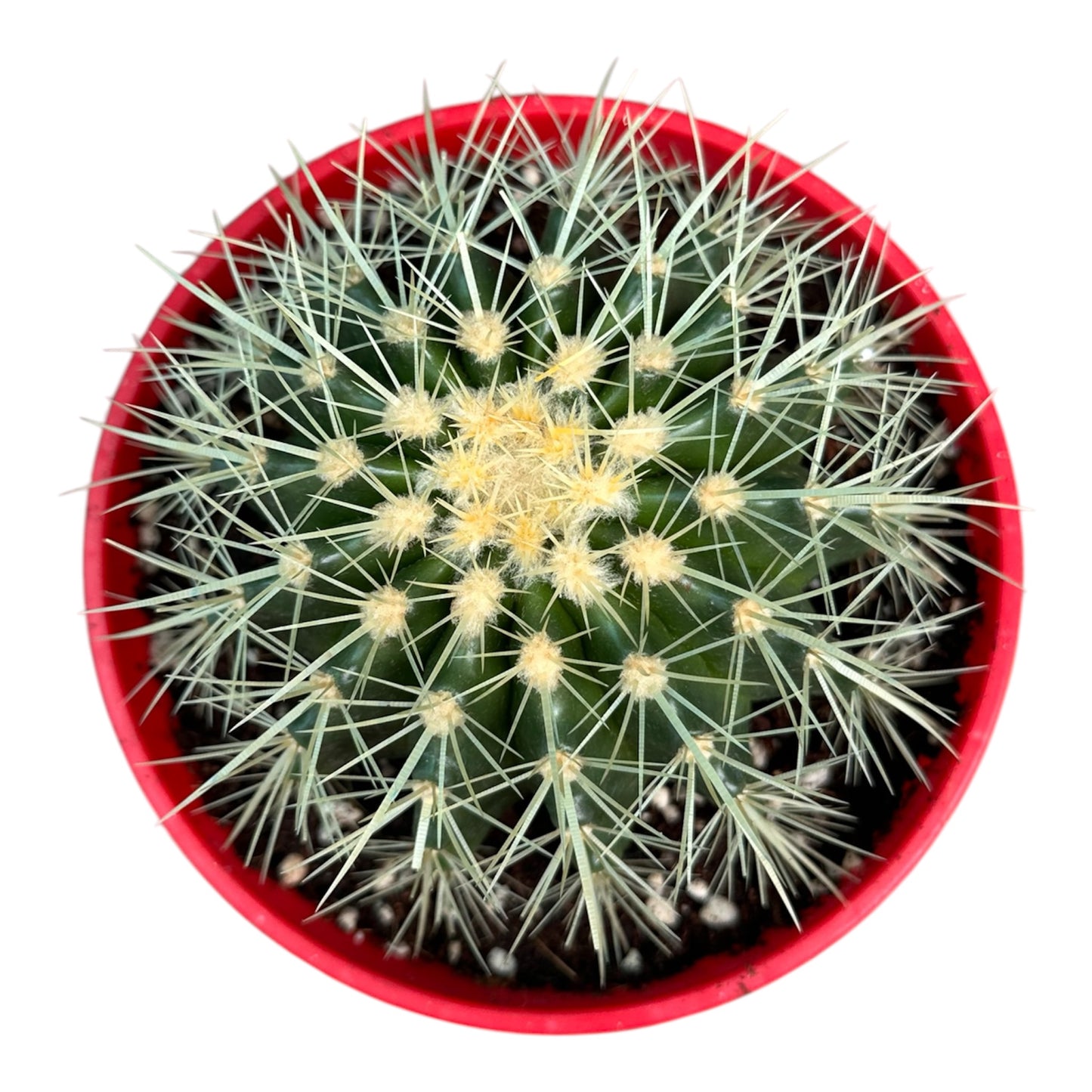 Golden Barrel Cactus
