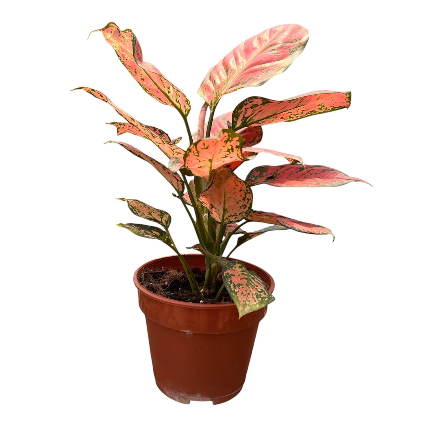 Aglaonema Red Haze