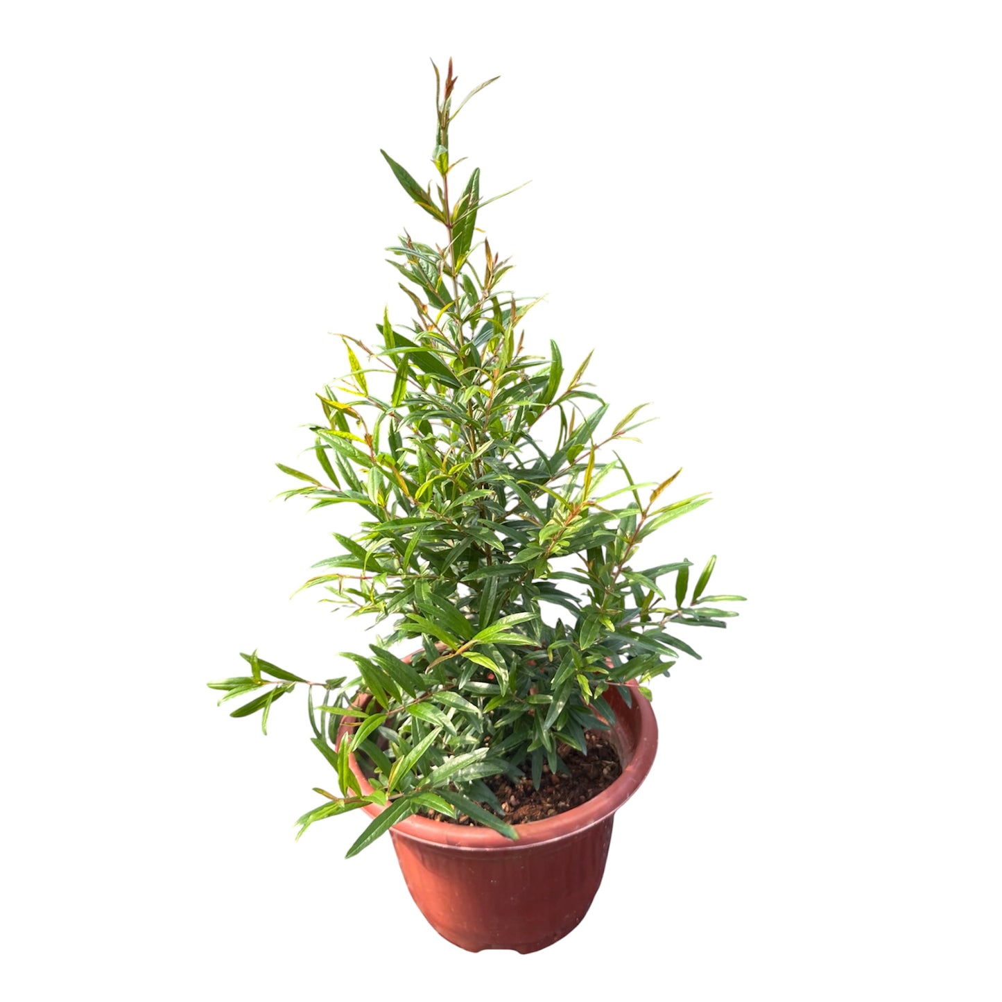 Punica Granatum, Pomegranate
