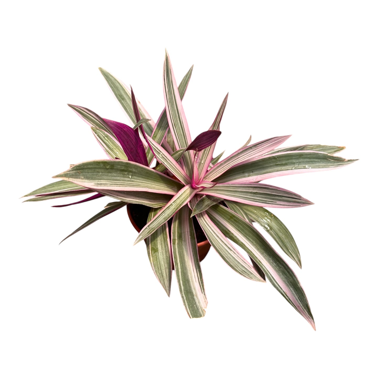 Tradescantia Spathacea, Rhoeo Tricolor, Oyster Plant