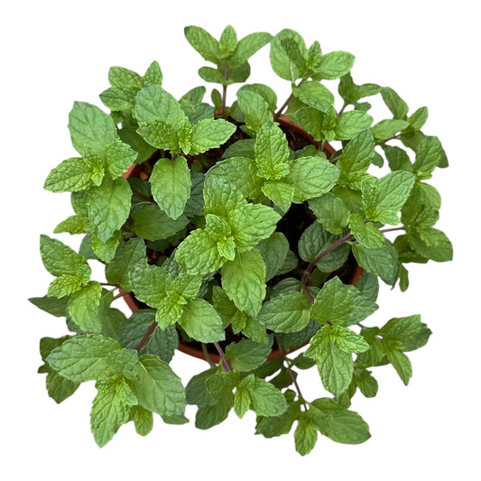 Mentha Spicata, Spear Mint