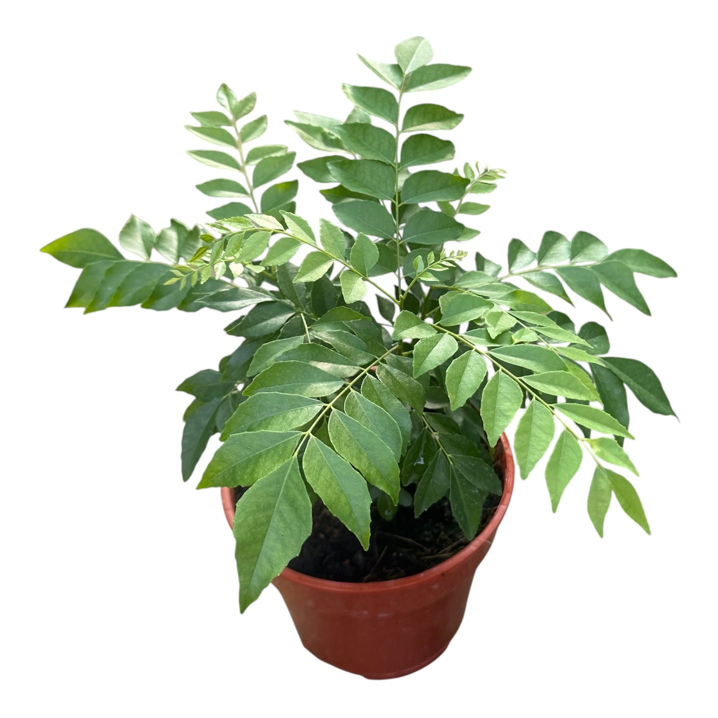 Bergera Koenigii, Murraya Koenigii, Curry Plant