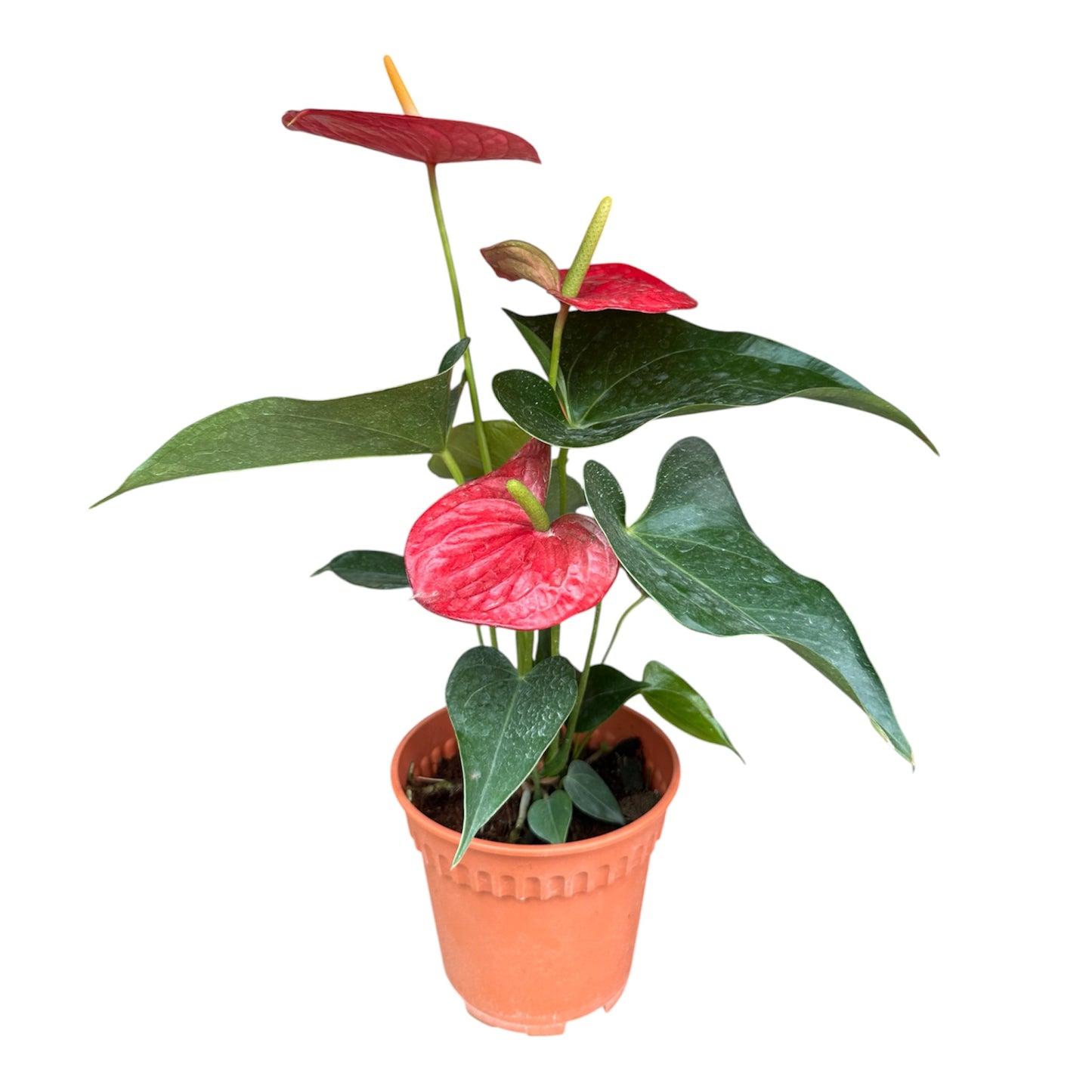 Anthurium Andraeanum, Flamingo Flower,  Painter's Palette, Anthurium Red
