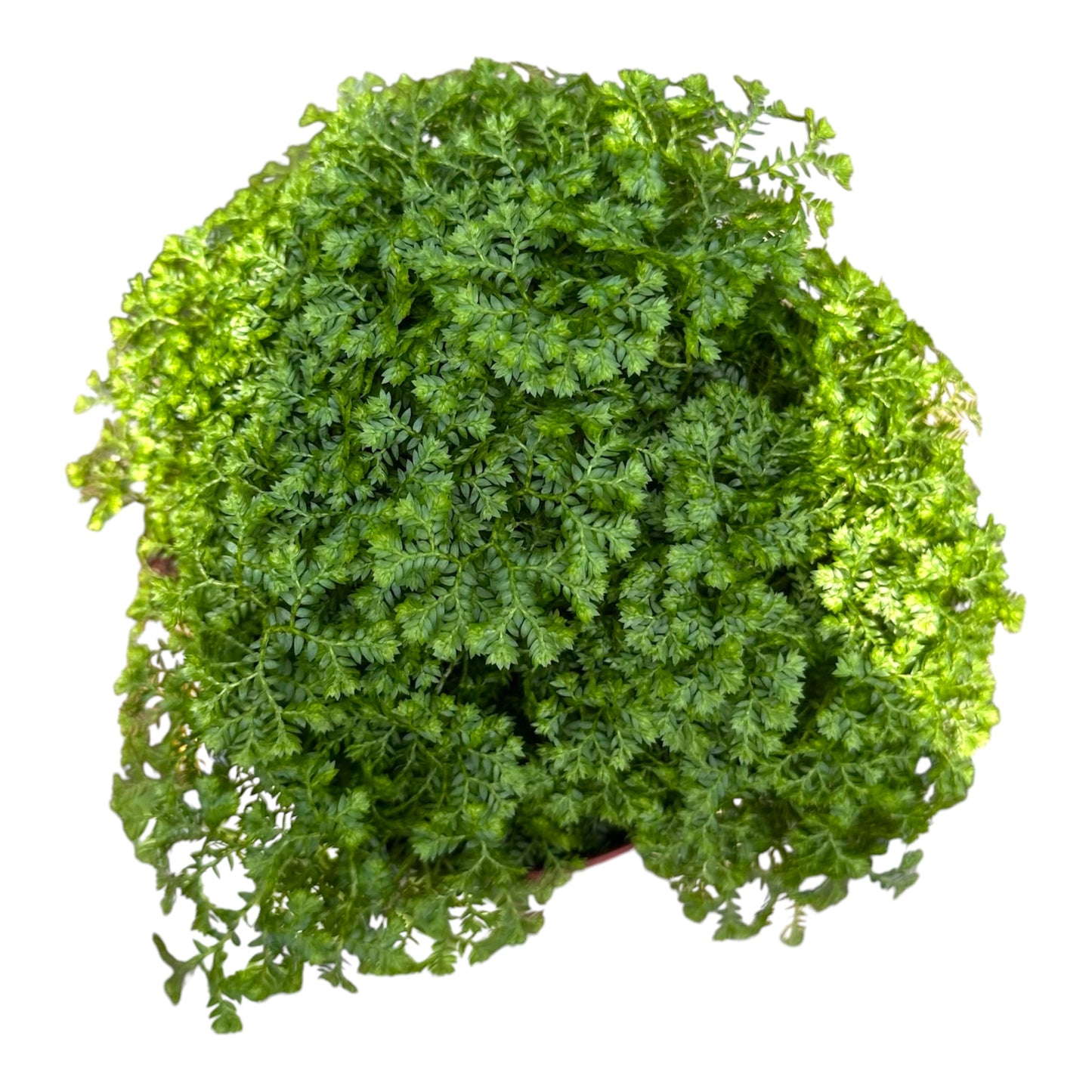 Selaginella Apoda, Meadow Spikemoss
