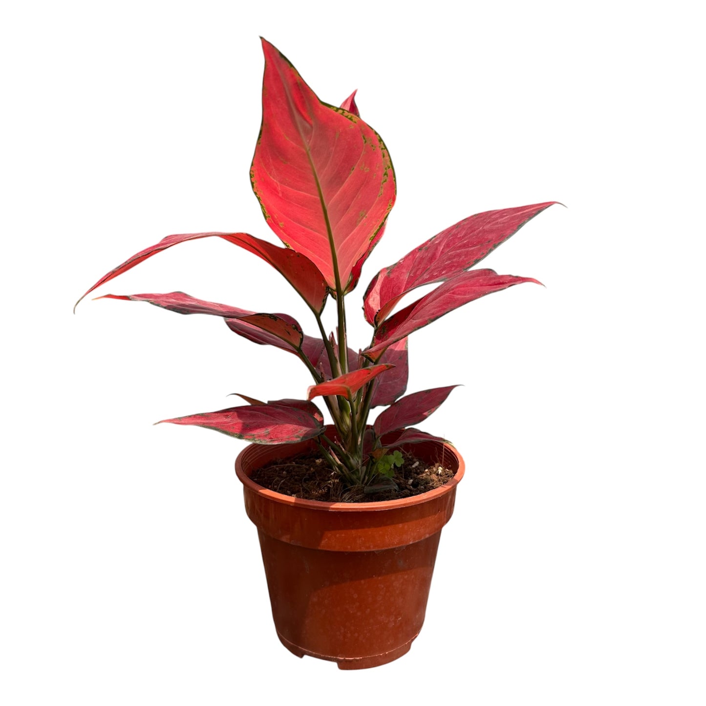 Algaonema Red