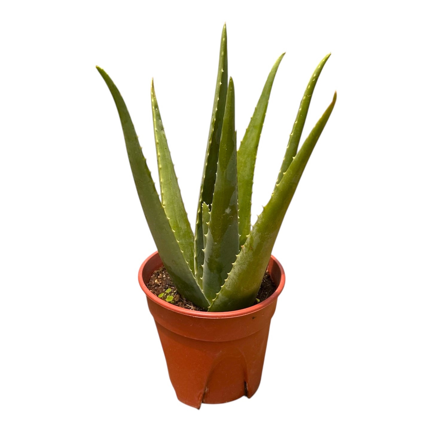Barbados Aloe, Burn Plant, Aloe Vera