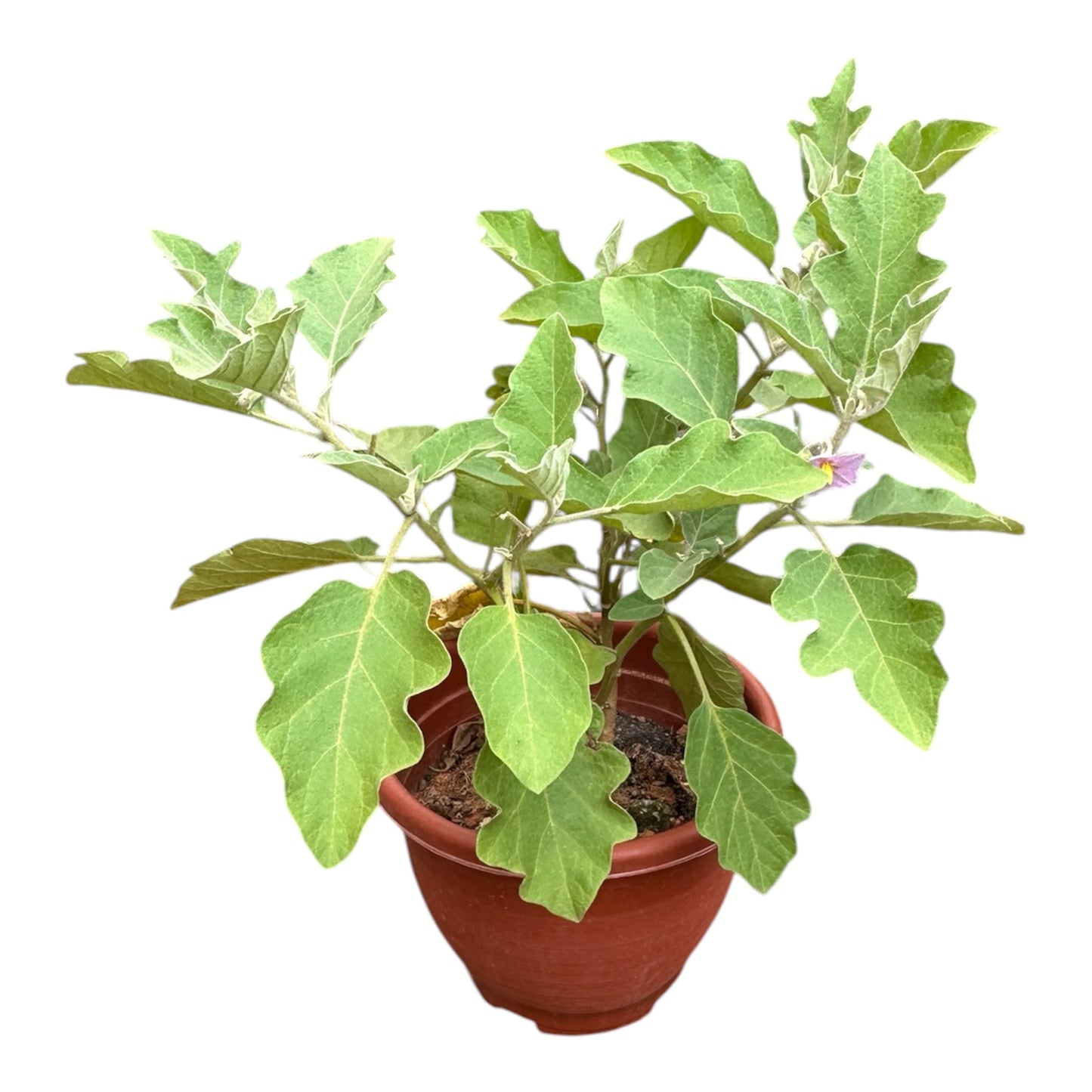 Solanum Melongena, Eggplant, Brinjal