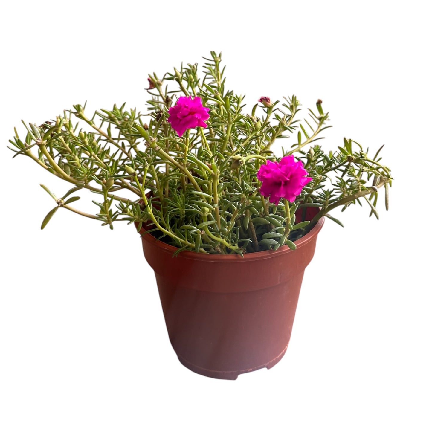Assorted Colours Portulaca Grandiflora, Moss Rose, Japanese Rose
