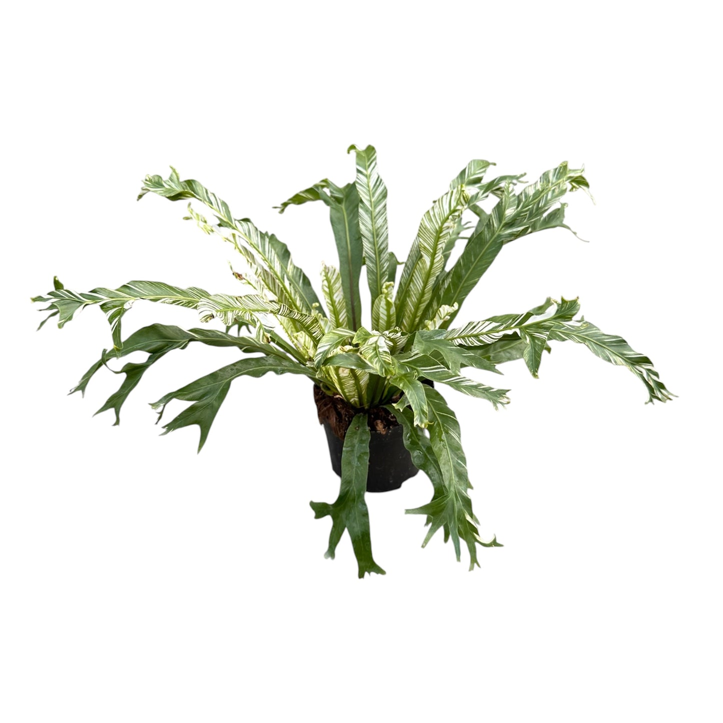 Variegated Asplenium Nidus, Variegated Bird’s Nest Fern