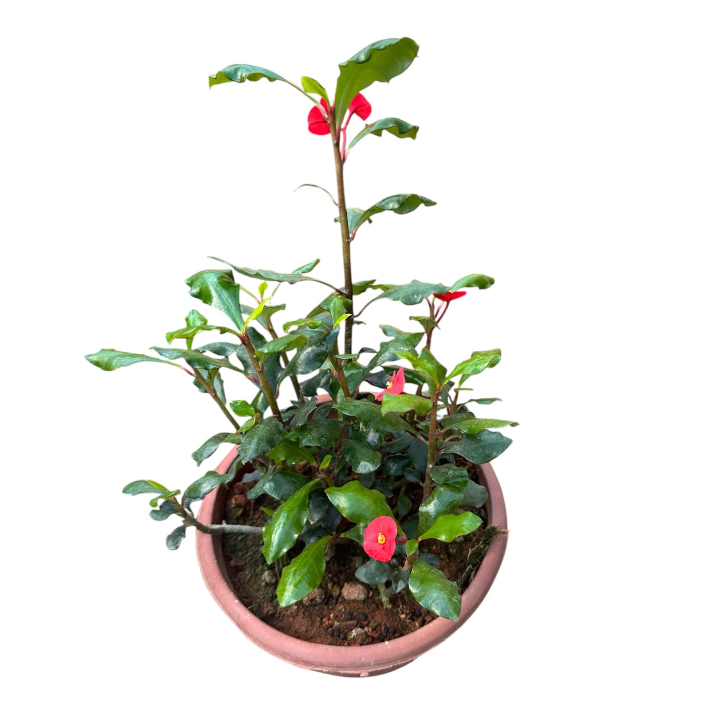 Euphorbia Geroldii, Thornless Crown Of Thorns