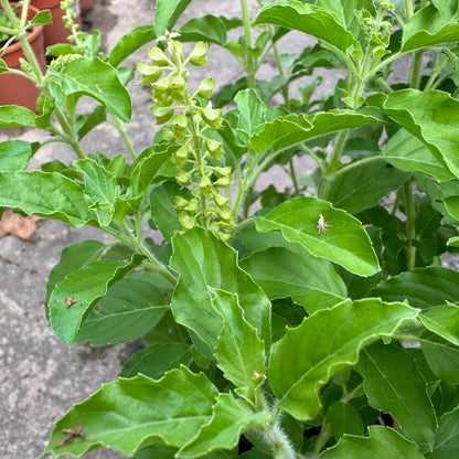 Ocimum Tenuiflorum, Holy Basil, Sacred Basil, Tulsi (0.30m)