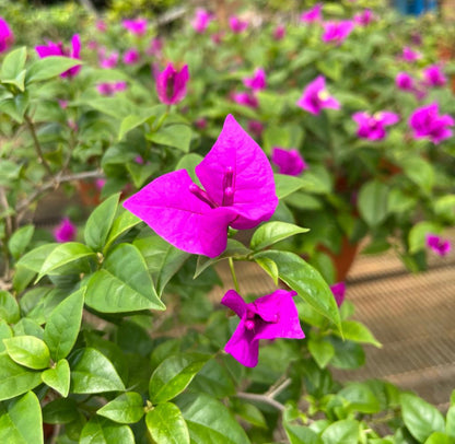 Bougainvillea Purple (0.6m)