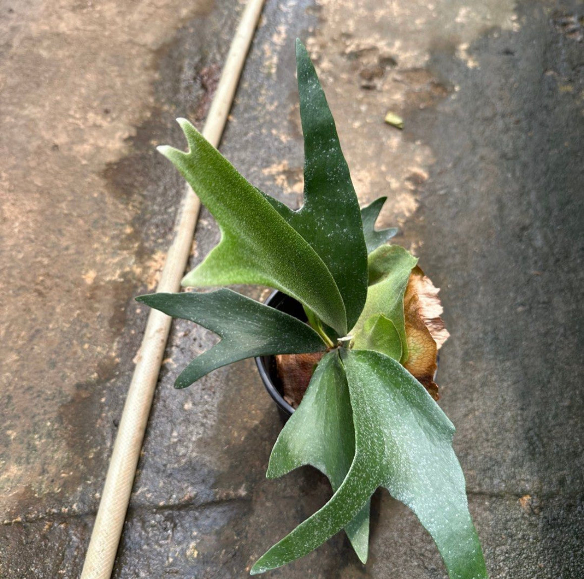 Staghorn Fern (0.25)