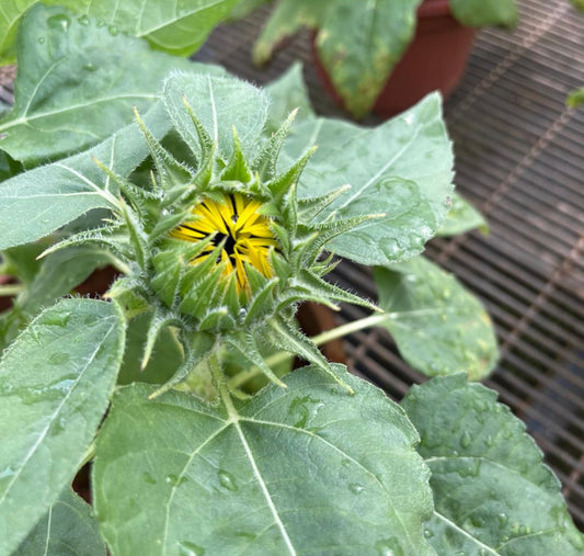 Sunflower Plants (0.3m)