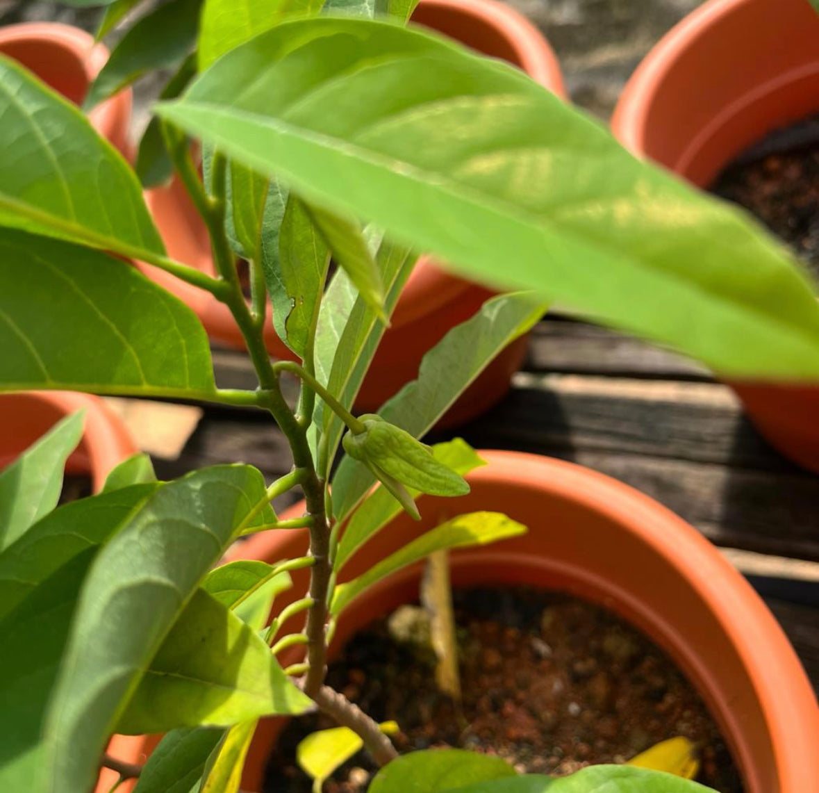 Annona Reticulata, Custard Apple (0.6m)