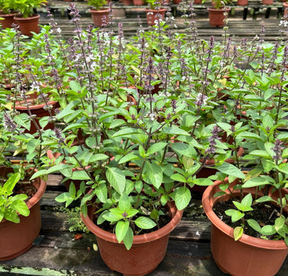 Ocimum Basilicum, Thai Basil (0.35m)