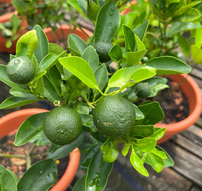 Citrus Aurantiifolia, Lime (0.6m)