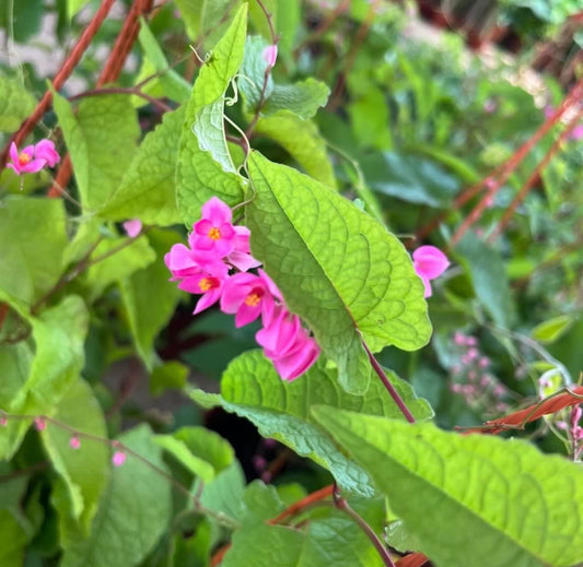 Coral Vine (0.4m) (Hanging)