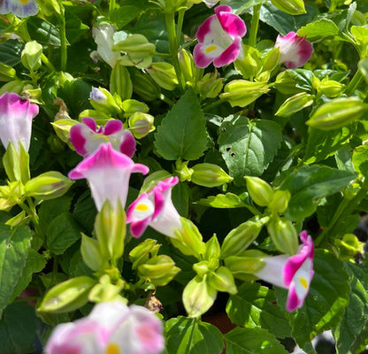 Torenia Pink, Wishbone Flower (0.3m)