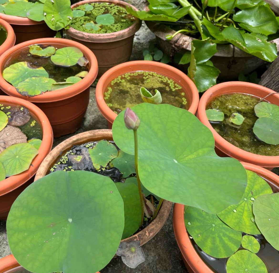Nelumbo Nucifera, Lotus (0.45m)