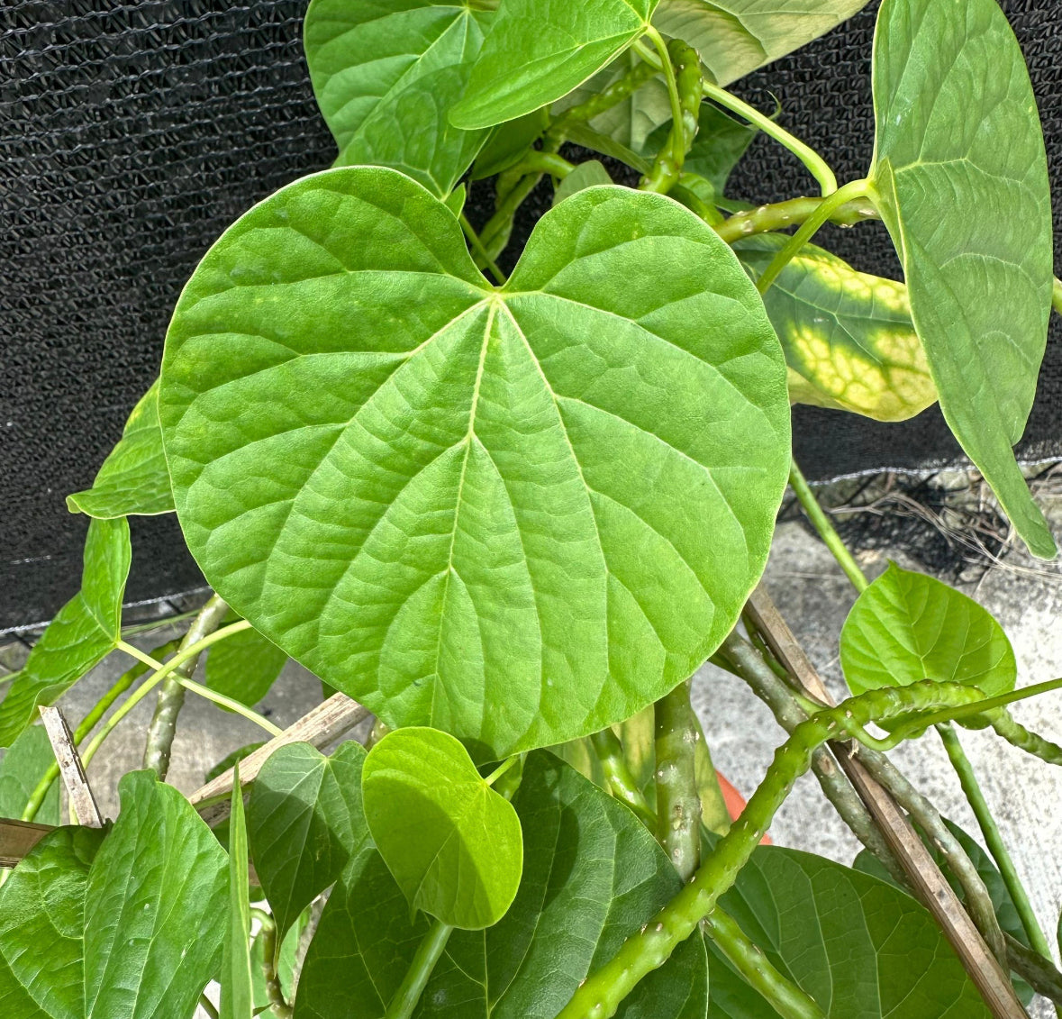 Tinospora Cordifolia, Guduchi, Giloy (0.60m)