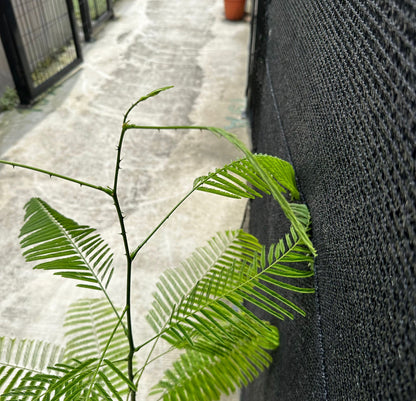 Senegalia Pennata, Climbing Wattle (1.2m)